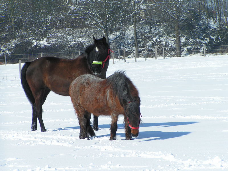 Schneekoppel