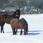 Schneekoppel