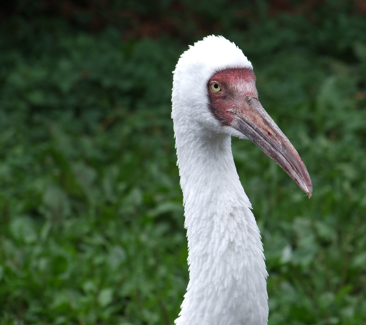 Schneekranich