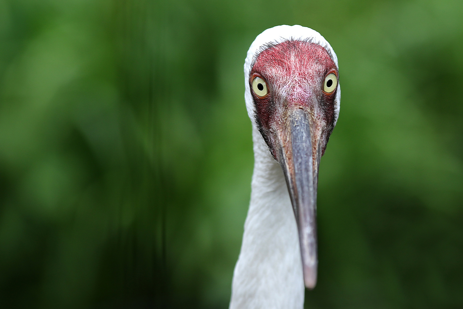 Schneekranich Foto & Bild tiere, zoo, wildpark & falknerei, zoo