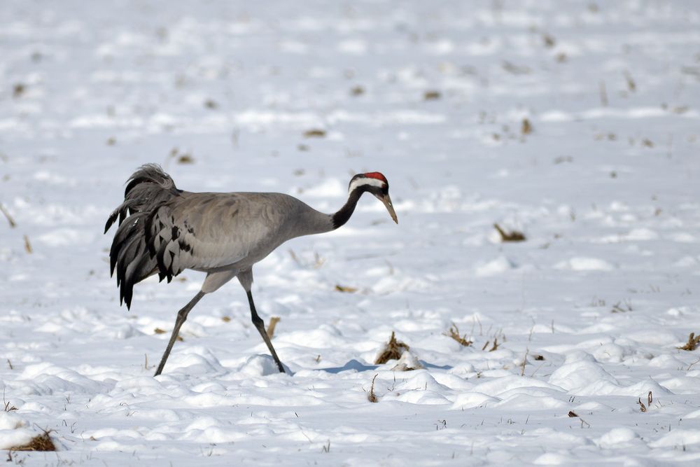 Schneekranich Foto & Bild vögel, wildlife, natur Bilder auf