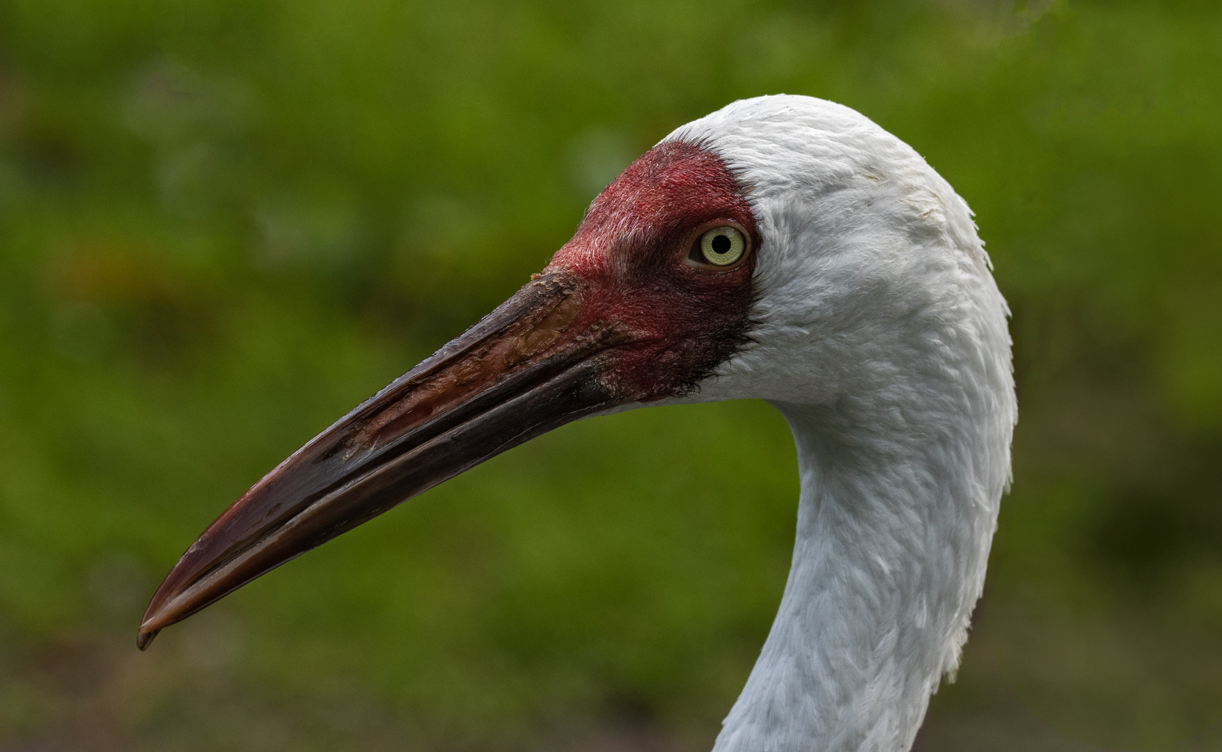 SchneekranichPortrait 001 Foto & Bild deutschland, europe