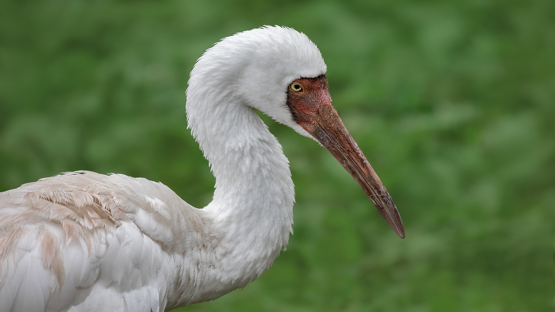 Schneekranich-Portrait 