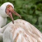 Schneekranich-Portrait