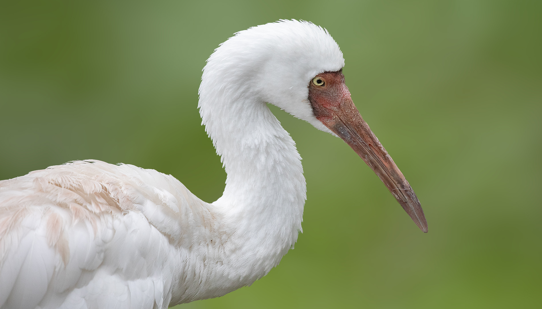 Schneekranich-Portrait