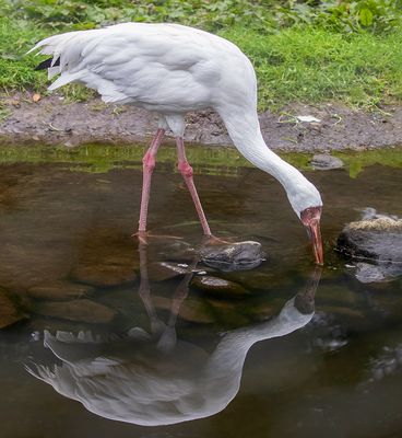 Schneekranich Spiegelbild 001 