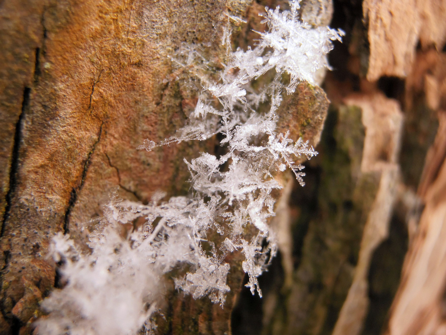 Schneekristal an der Borke