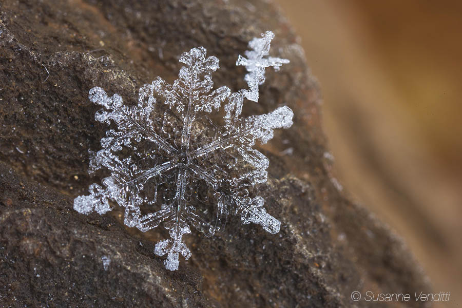 Schneekristall Foto &amp; Bild | sonstiges, wasser im detail, eisdetails ...