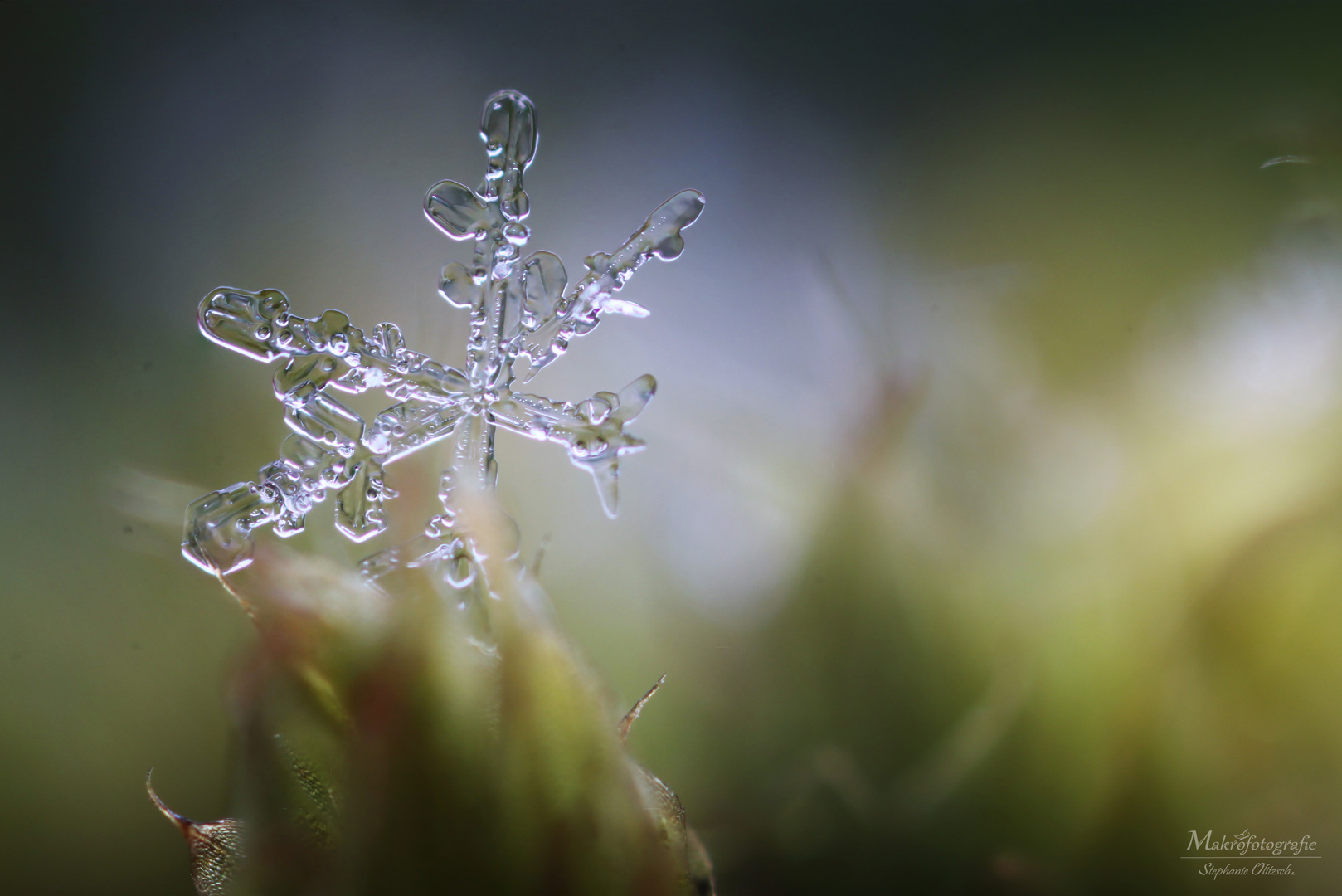 Schneekristall Foto &amp; Bild | natur-makros, natur-kreativ ...