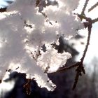 Schneekristall auf Winterzweig