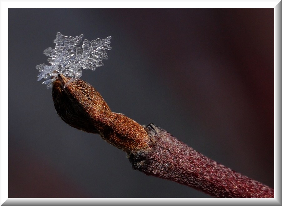 Schneekristall