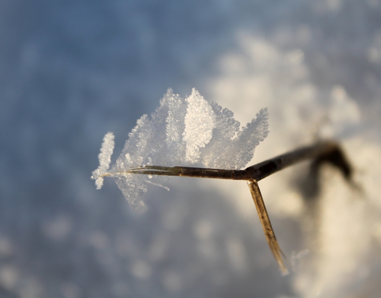 schneekristalle