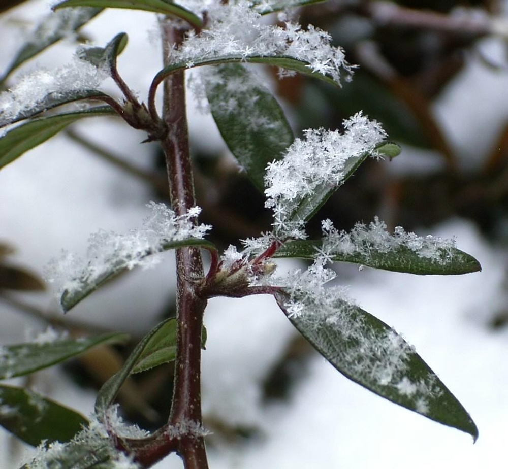 Schneekristalle