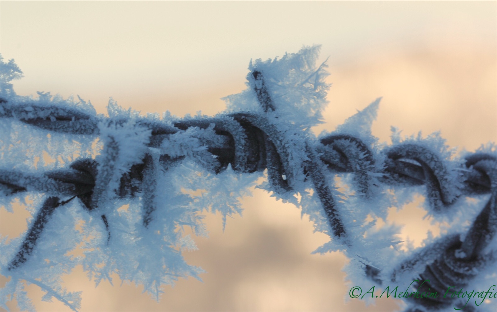 Schneekristalle am Stacheldraht 1