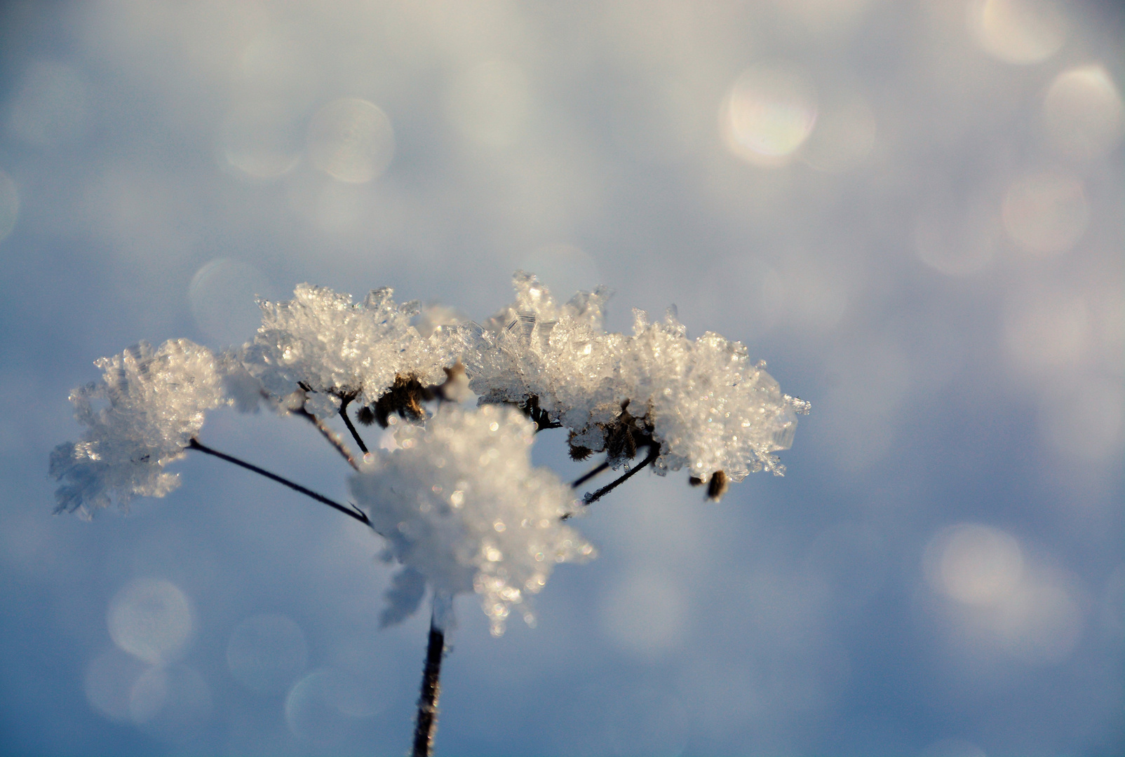 Schneekristalle auf Blütendolde