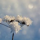 Schneekristalle auf Blütendolde