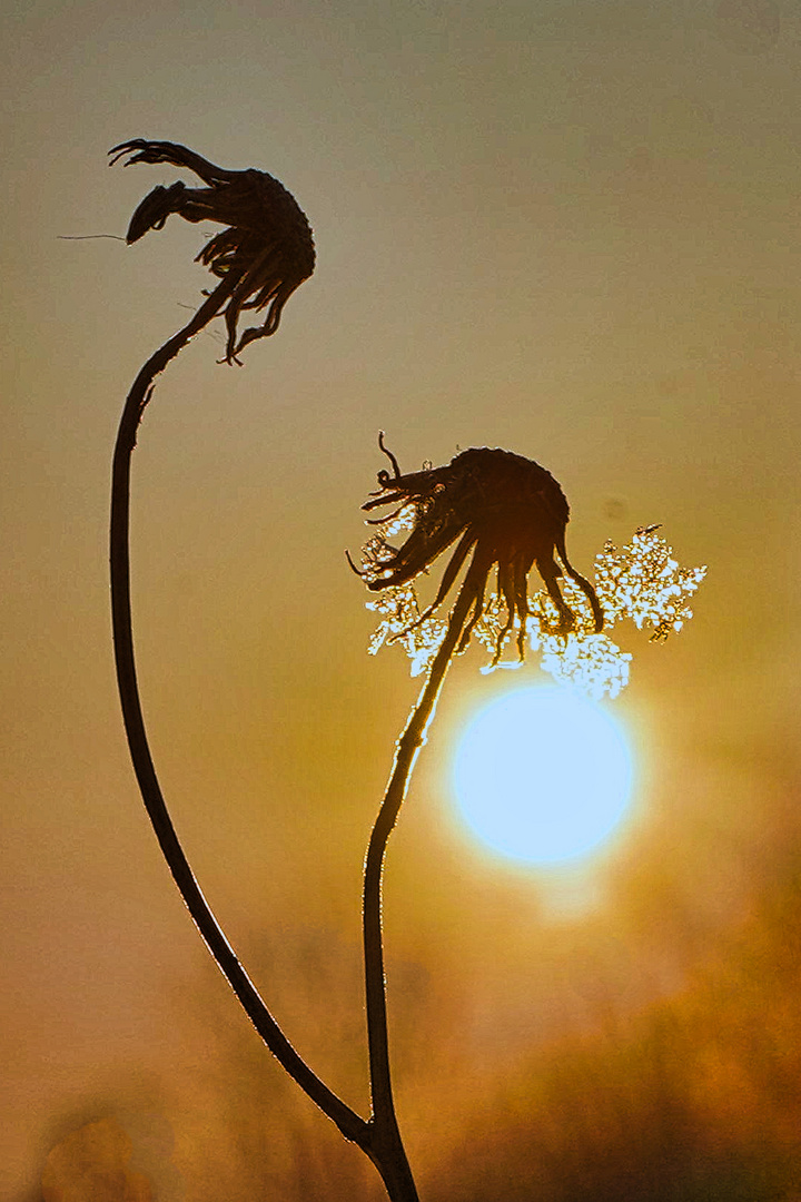 Schneekristalle bei Sonnenuntergang