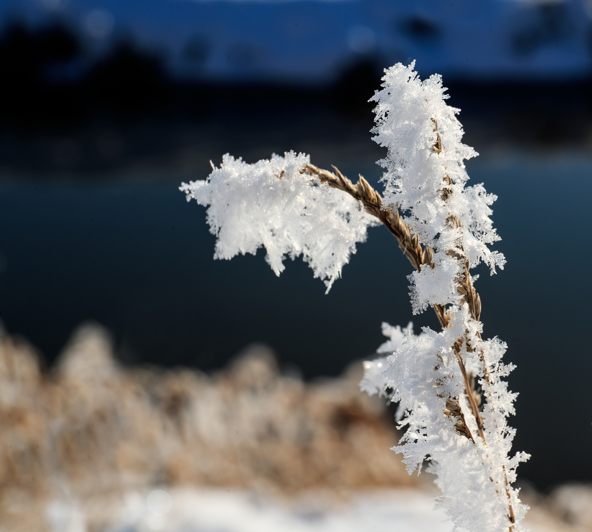 Schneekristalle 