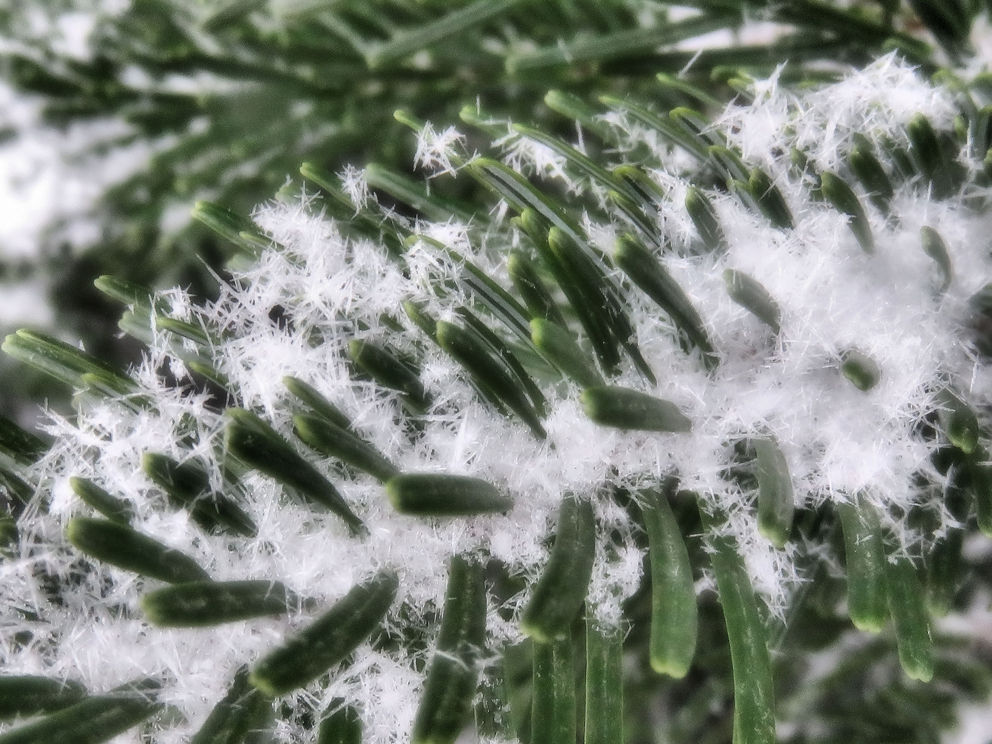 Schneekristalle in Zweigen