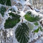 Schneekristallklares Blätterkleid