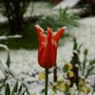 Schneekristalltulpe