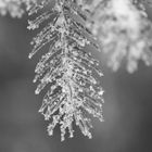 Schneekritalle am Baum