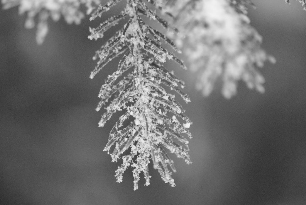 Schneekritalle am Baum