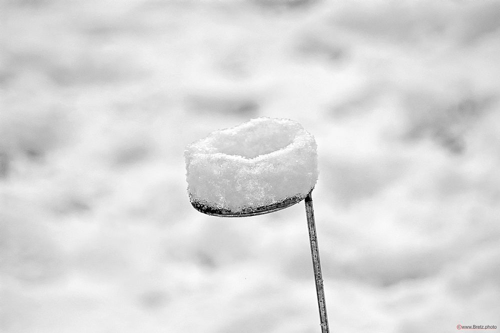 Schneekrönchen