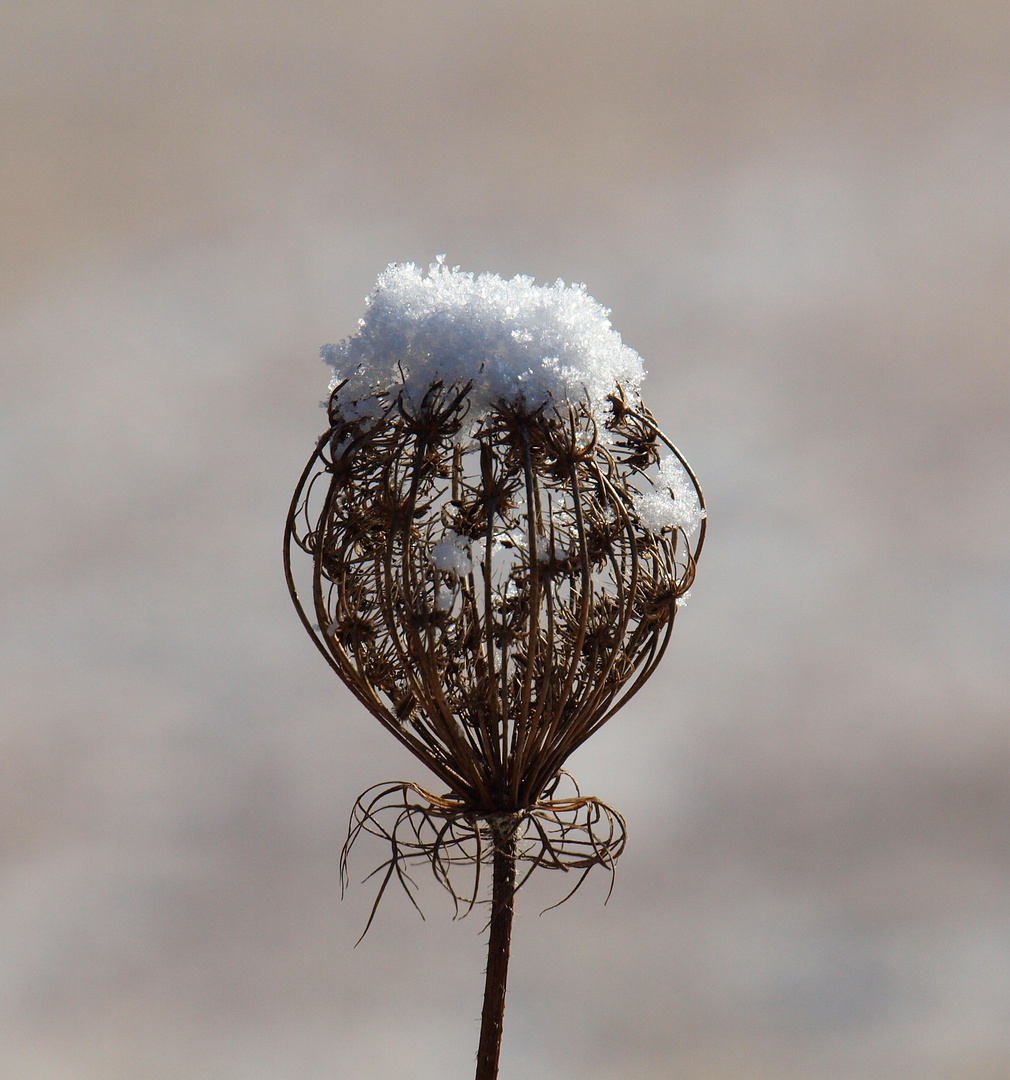 Schneekrönchen