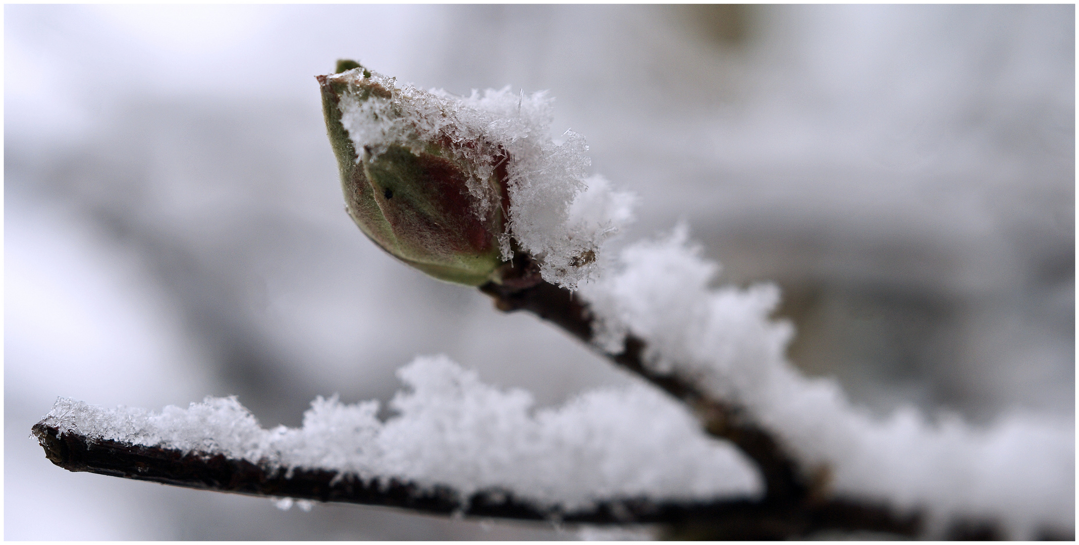 Schneekrokant