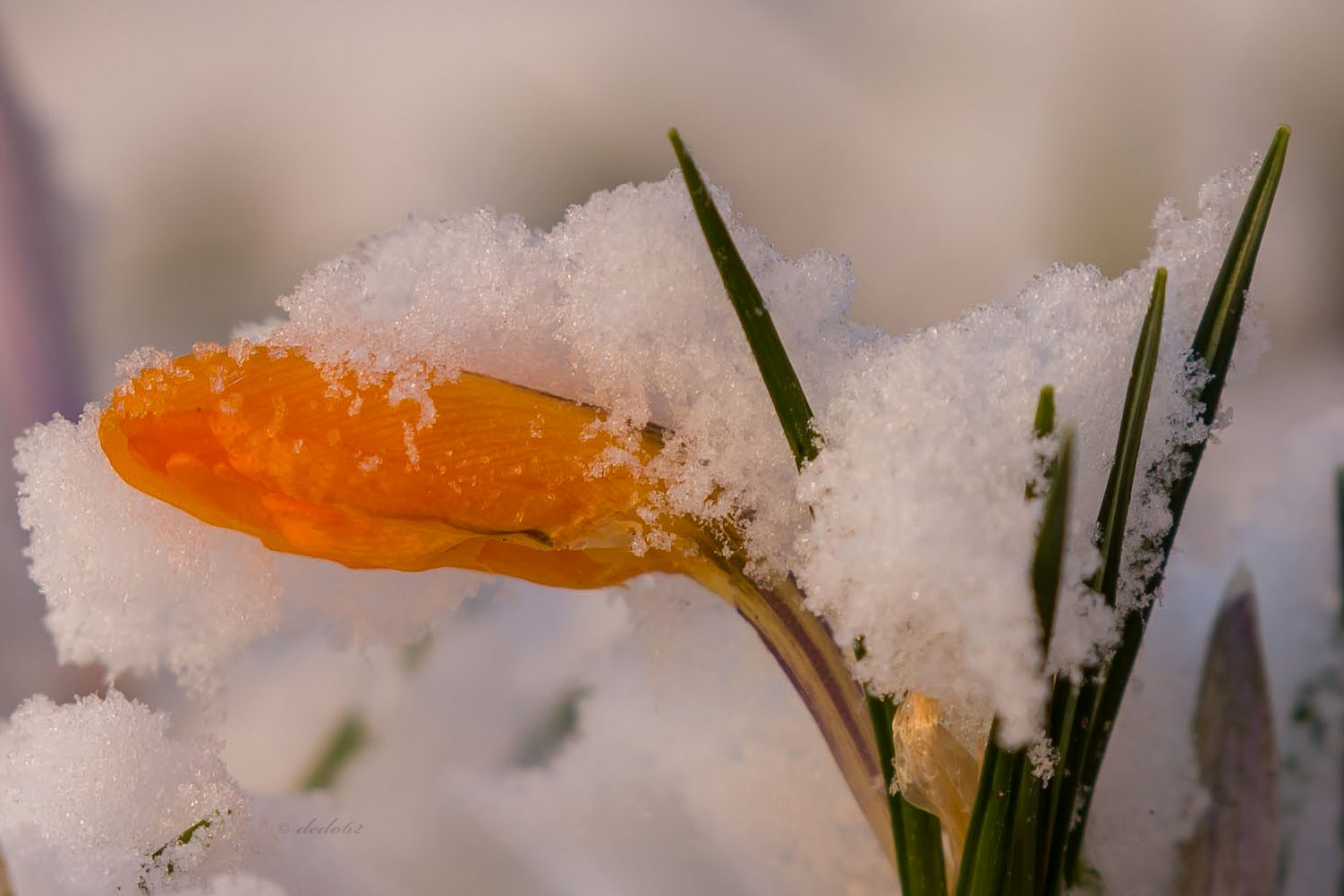 Schneekrokus