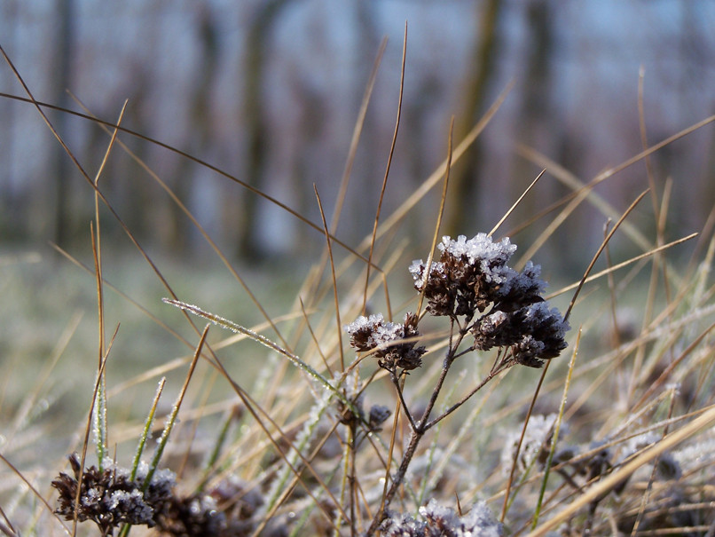 Schneekrone