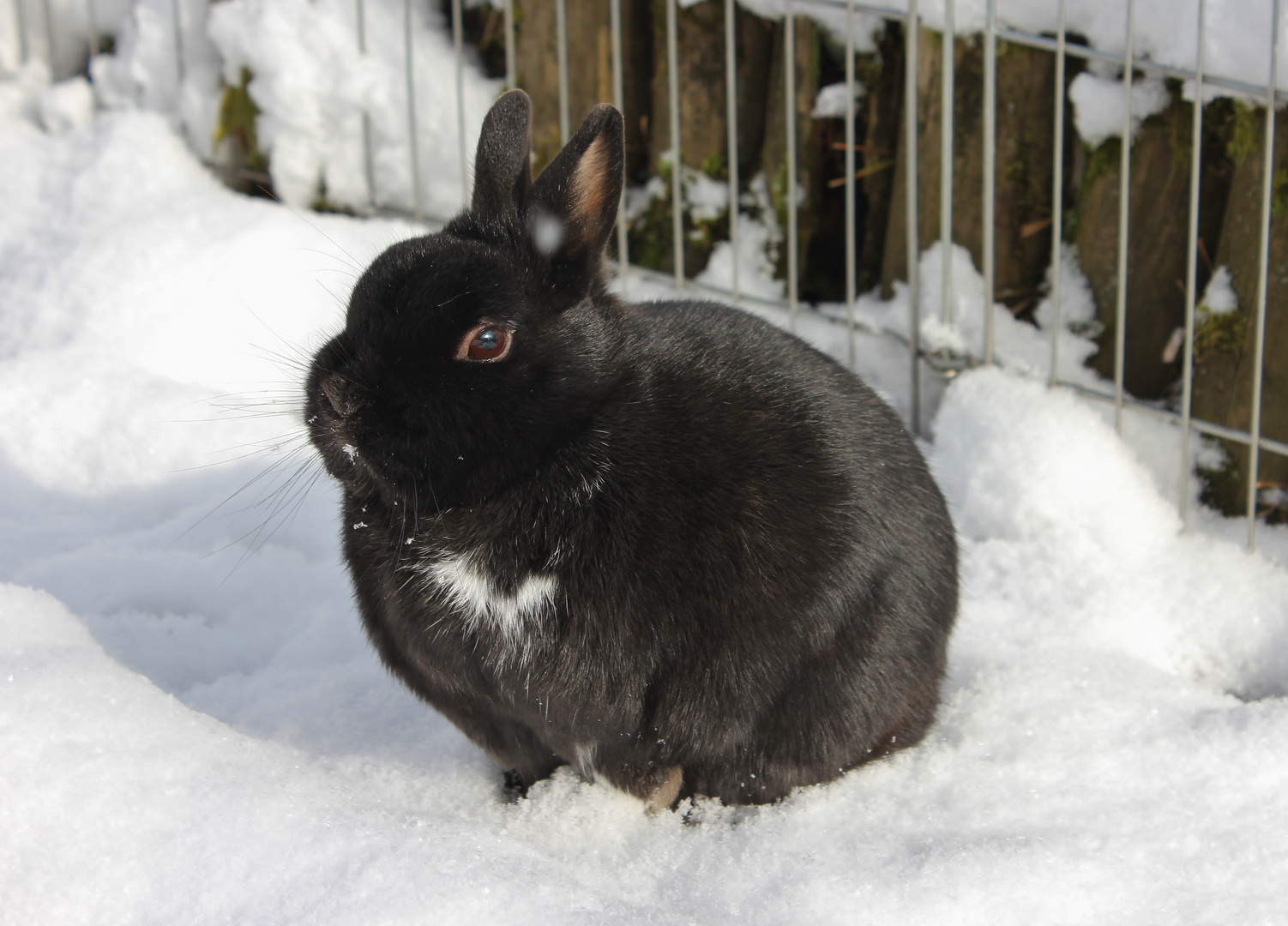 Schneekugel