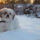 Schneekugel. Ehm..ich meine Mandy!