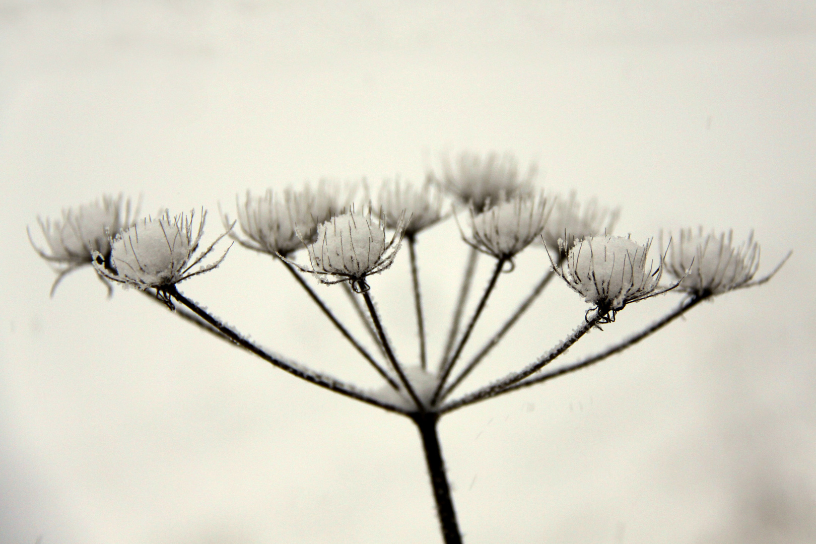 Schneekugeln in Blüte