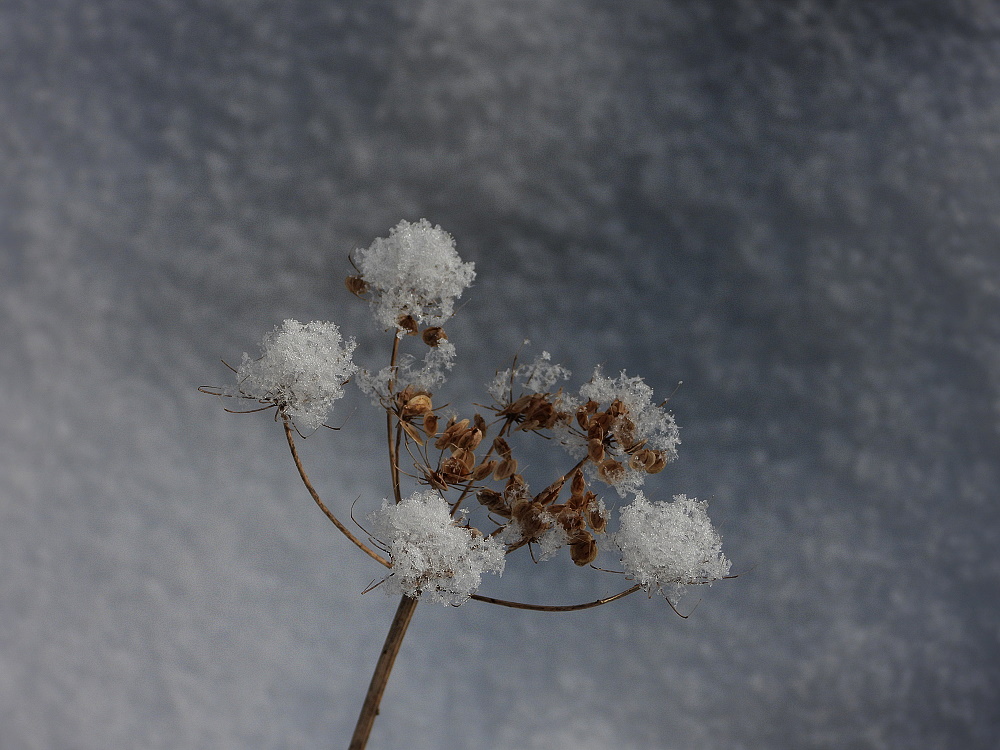 Schneekunst