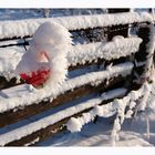 Schneekunst am Weidezaun