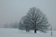 Schneelandschaft