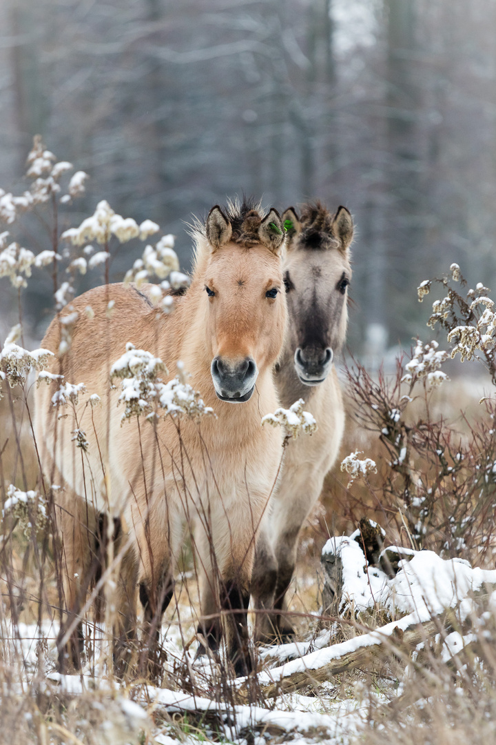 Schneelandschaft 4