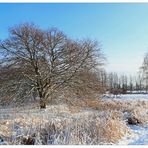 Schneelandschaft