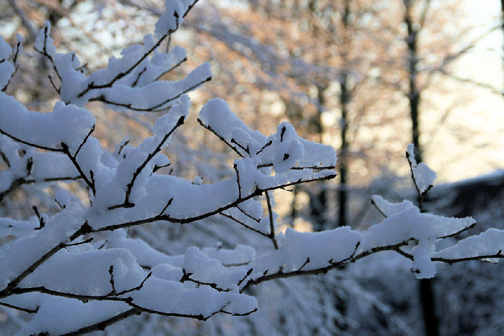 Schneelandschaft