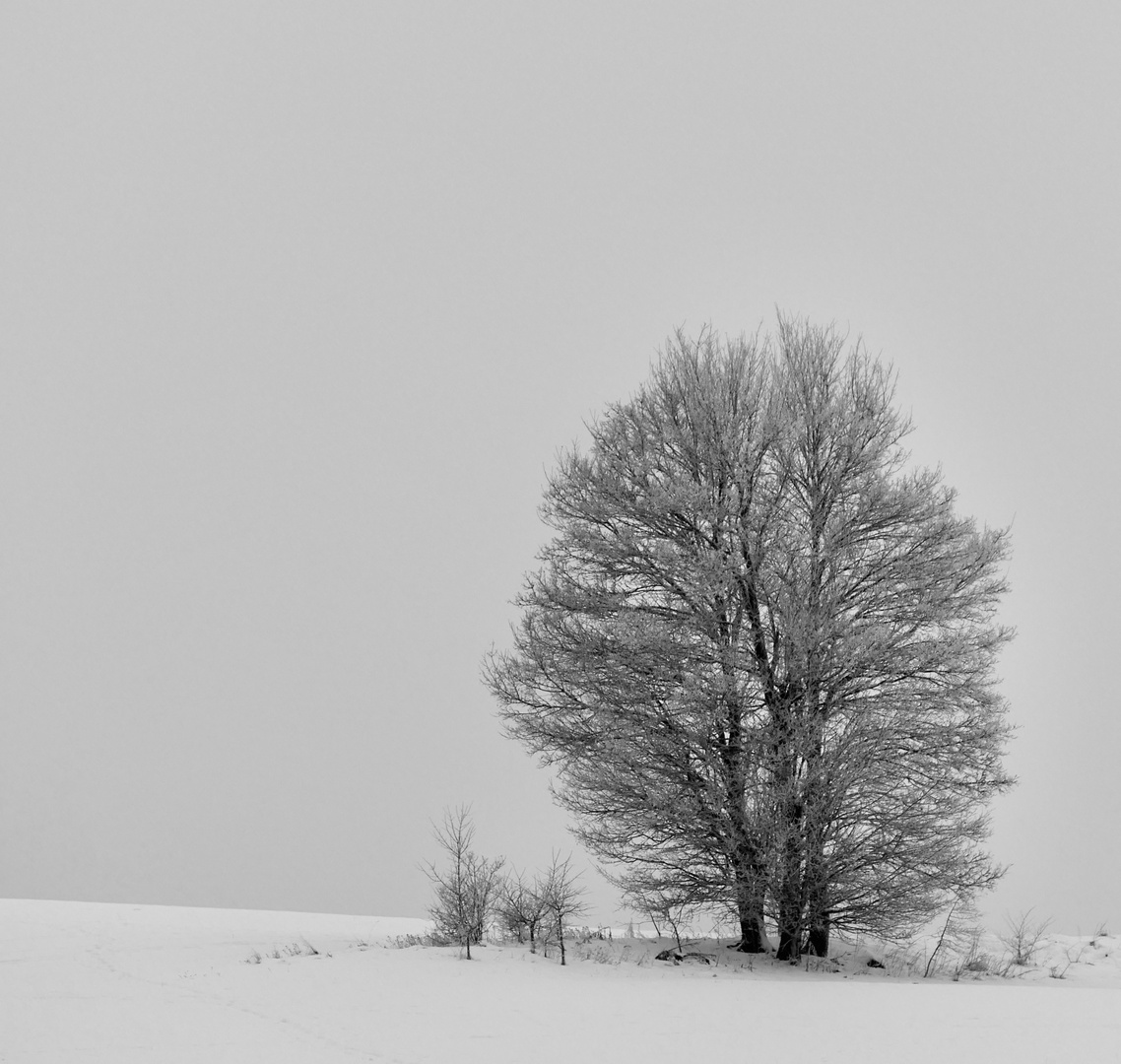 Schneelandschaft