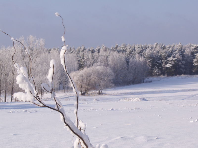 Schneelandschaft