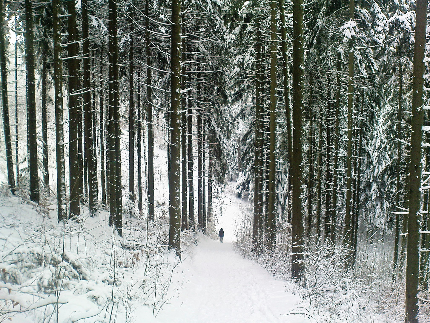 Schneelandschaft