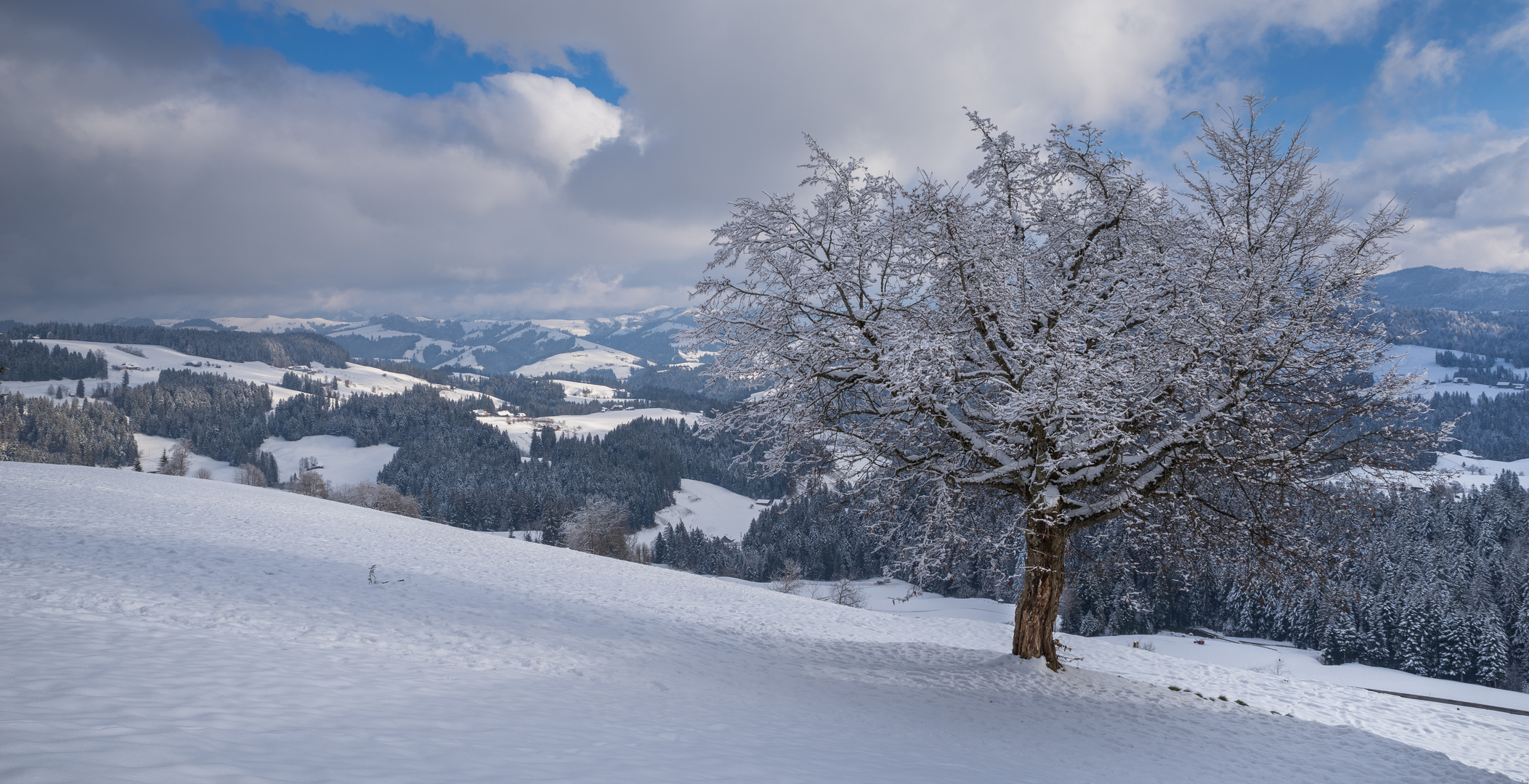 Schneelandschaft