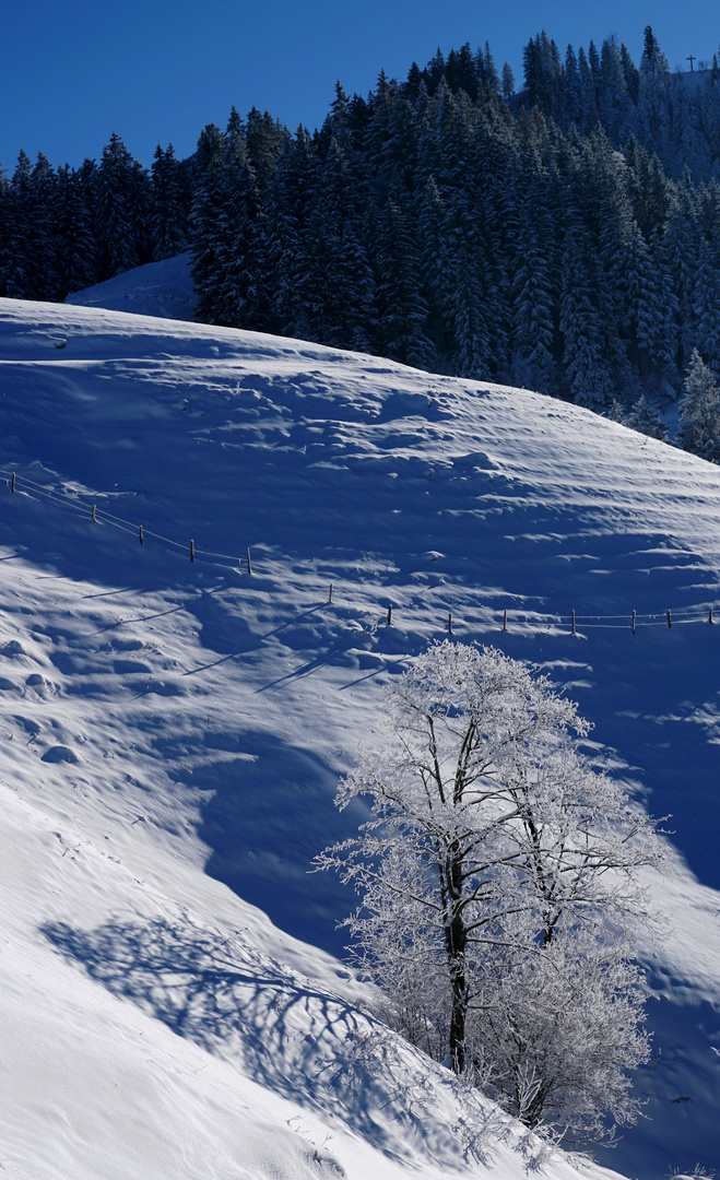 Schneelandschaft