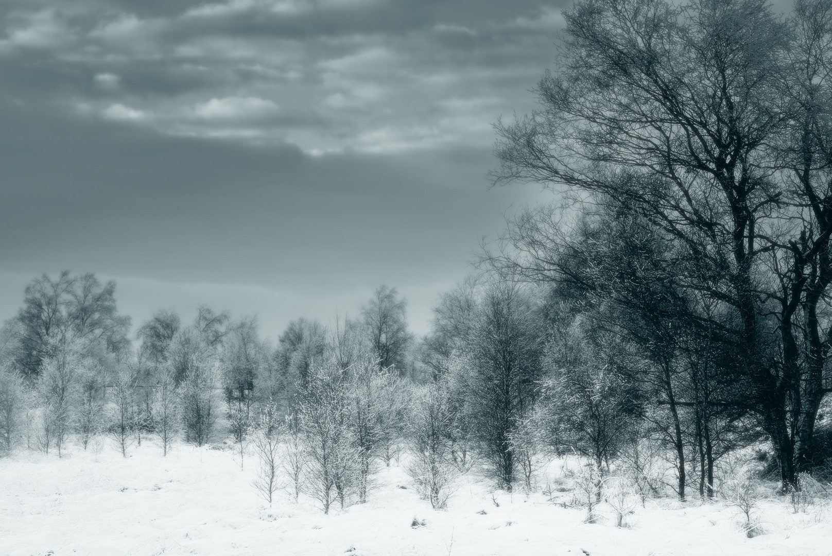 Schneelandschaft im Hohen Venn