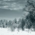 Schneelandschaft im Hohen Venn