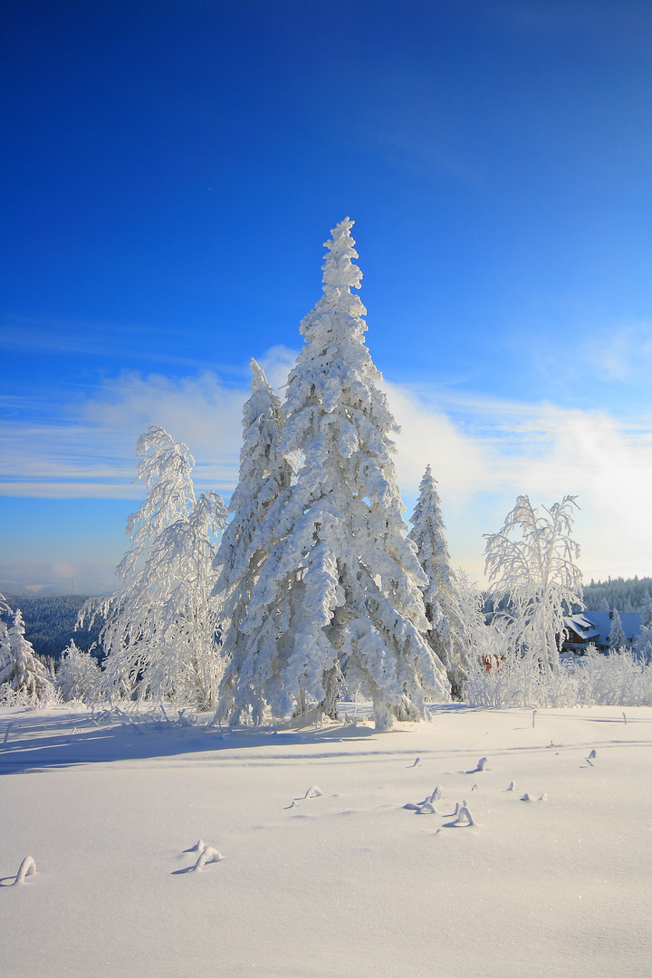 Schneelandschaft im Schwarzwald