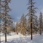 Schneelandschaft im Sonnenglanz